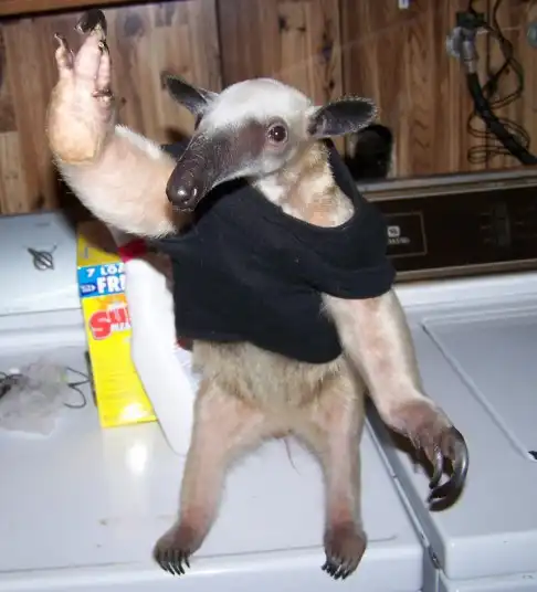 Фотографии животных за неделю