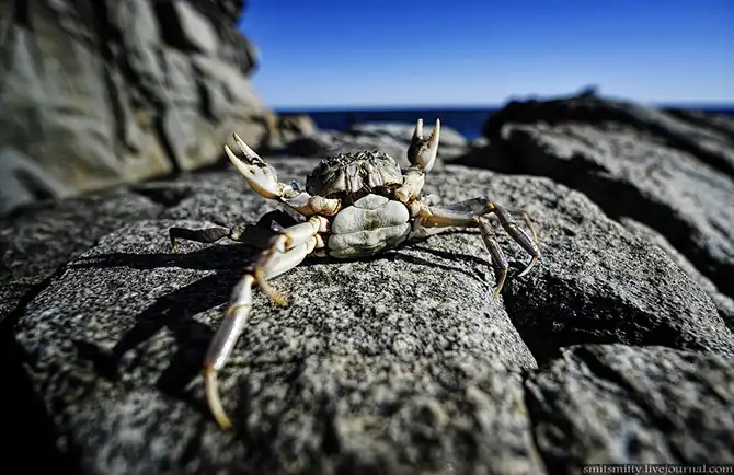 Путешествие в Дальневосточный морской биосферный заповедник