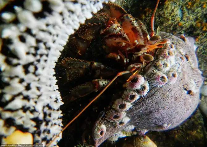 Путешествие в Дальневосточный морской биосферный заповедник