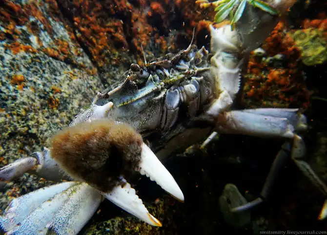 Путешествие в Дальневосточный морской биосферный заповедник