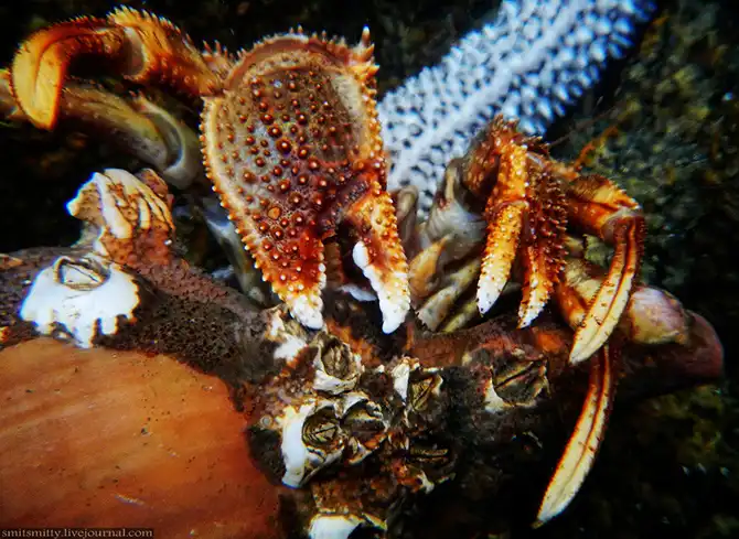 Путешествие в Дальневосточный морской биосферный заповедник