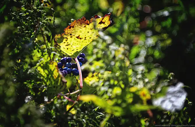 Путешествие в Дальневосточный морской биосферный заповедник