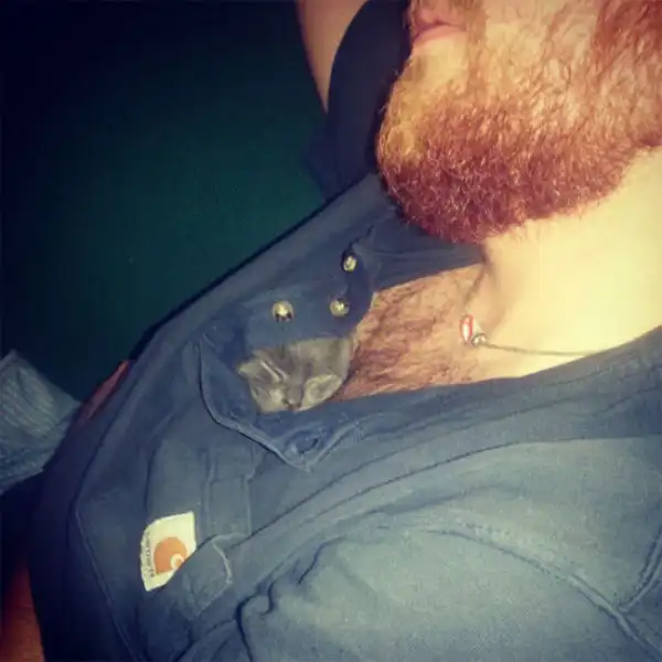 Мохнатые любимцы