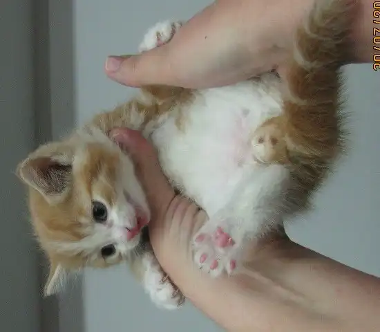 Отдам в хорошие руки котят