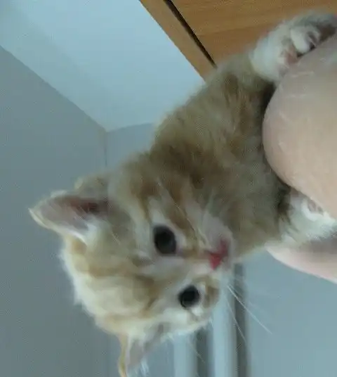 Отдам в хорошие руки котят