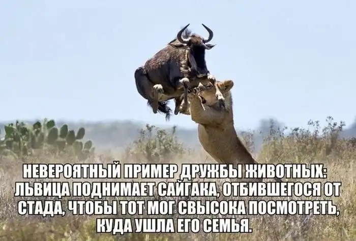 Прикольные картинки абавсём:D (02.10.13)