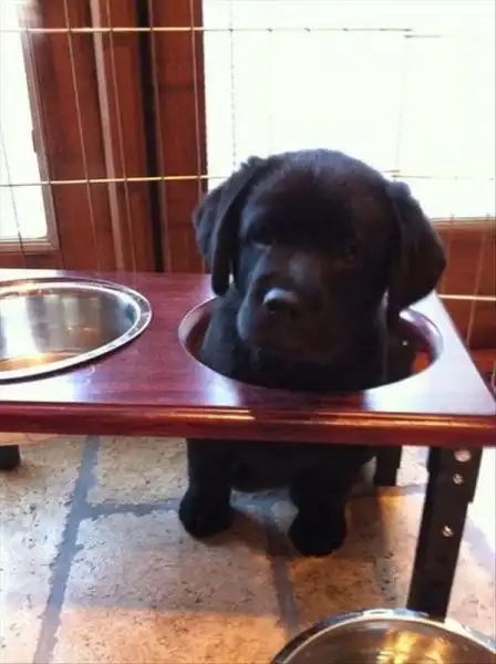 Эти забавные животные