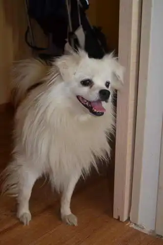 Маленькая собачка ищет дом1