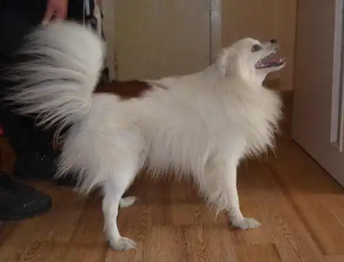 Маленькая собачка ищет дом1