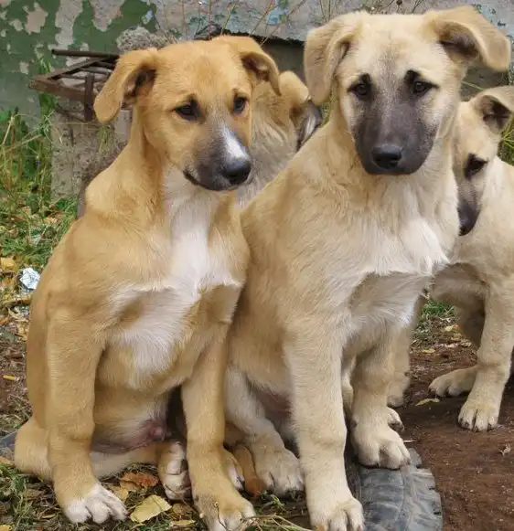 щенкам очень нужен дом