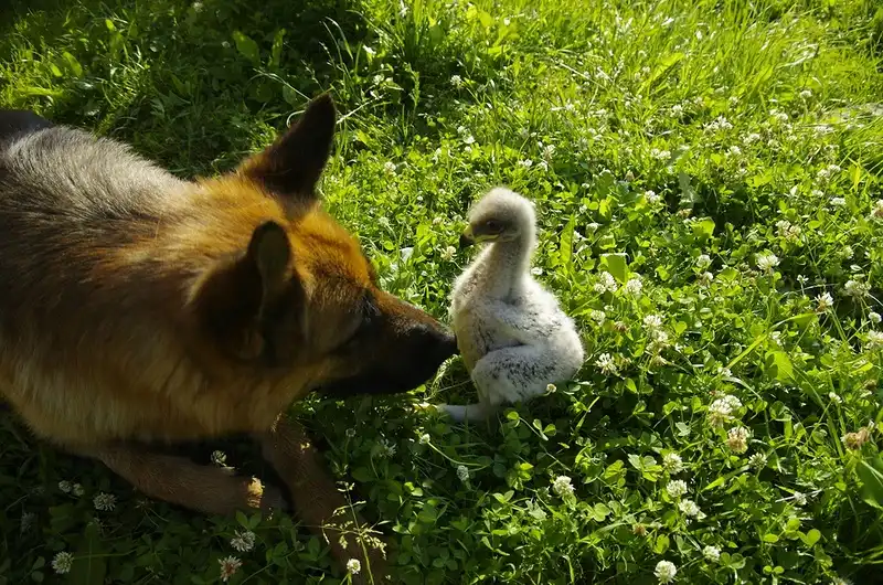 Напарники на охоте