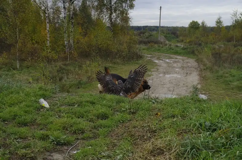 Напарники на охоте