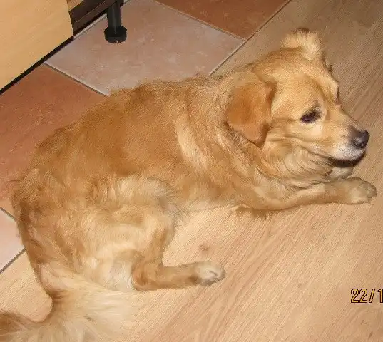 Отдам в хорошие руки собаку Стивена