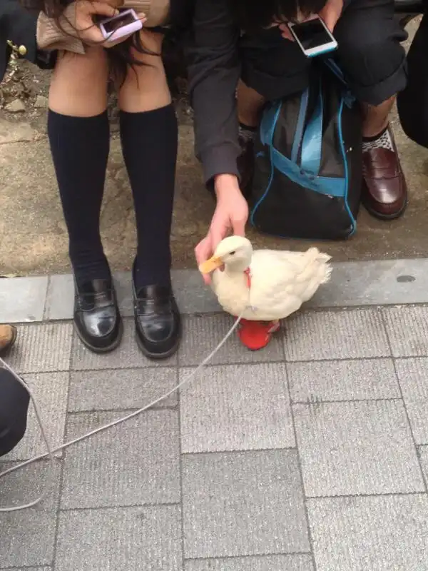 25 причин побывать в Японии