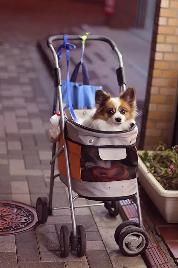 25 причин побывать в Японии