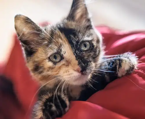 Отдам в хорошие руки котёнка Дольку