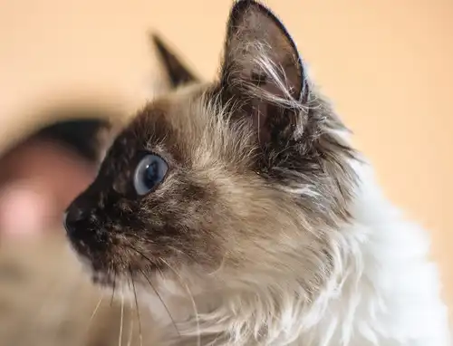 Отдам в хорошие руки котёнка