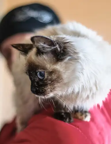 Отдам в хорошие руки котёнка