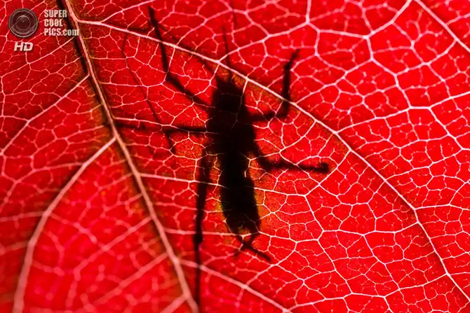 Волшебство осенней палитры