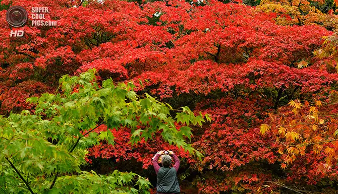 Волшебство осенней палитры