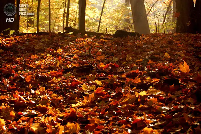 Волшебство осенней палитры