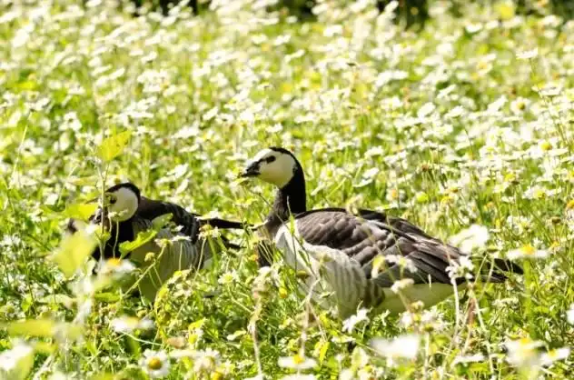 10 суровых методов воспитания от животных