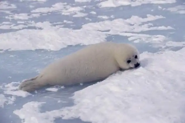 10 суровых методов воспитания от животных