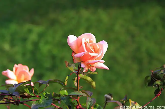 Экскурсия по Виндзорскому замку