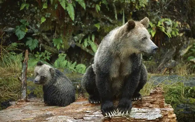20 мест, где встречаются редкие животные