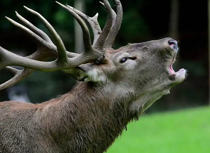 Животные в фотографиях