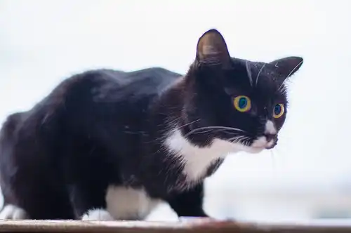 Отдам в хорошие руки кошечку Майю