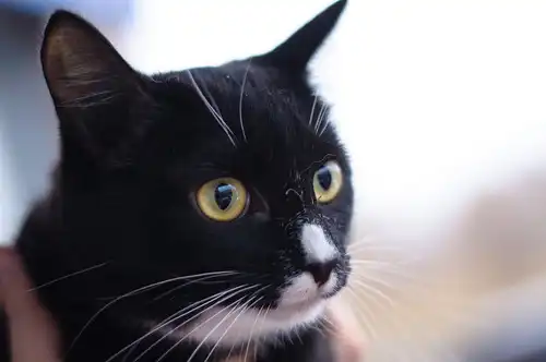 Отдам в хорошие руки кошечку Майю