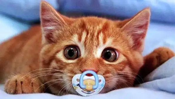 Странные товары для кошатников