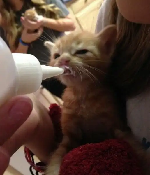 Эти забавные животные