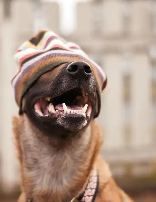 Одежда для домашних питомцев