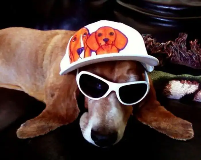 Одежда для домашних питомцев