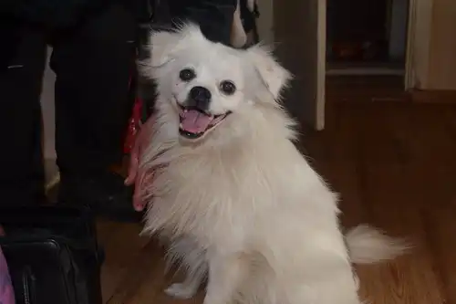 Отдам в хорошие руки пёсика