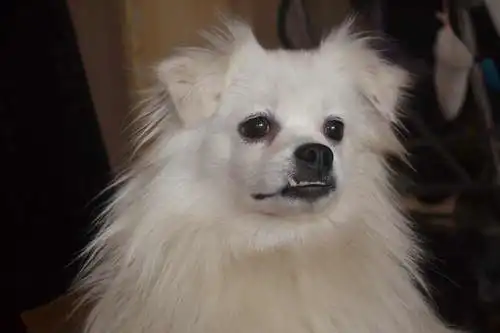 Отдам в хорошие руки пёсика