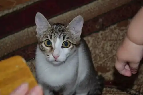 Отдам в хорошие руки котёнка