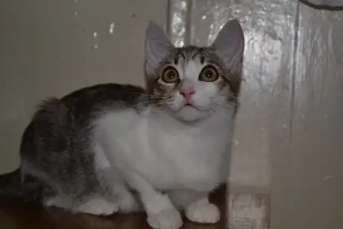 Отдам в хорошие руки котёнка