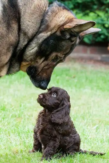 Фотографии животных за неделю