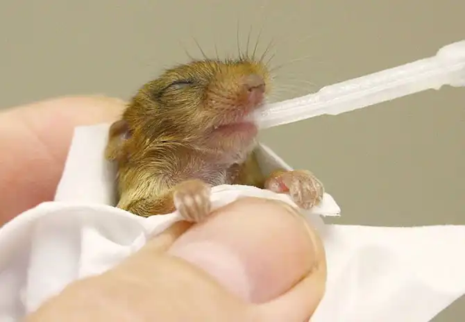 Фотографии животных за неделю