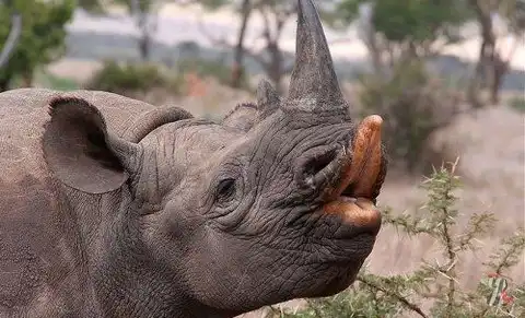 Беззащитные гиганты в заповеднике Хлухлуве-Имфолози