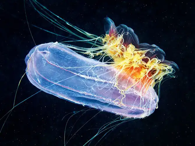 Лучшие фотографии октября 2013 от National Geographic