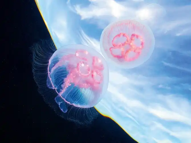 Лучшие фотографии октября 2013 от National Geographic