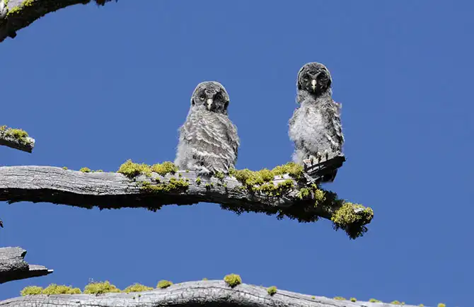 История Национального парка Йосемити