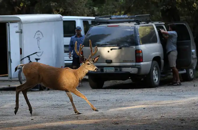 История Национального парка Йосемити