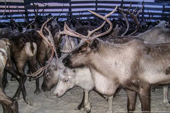 Как дети из Тундры в школу на вертолете летают...