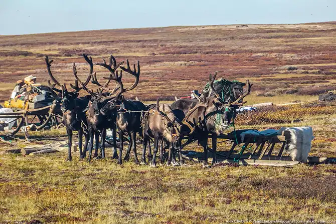 Как дети из Тундры в школу на вертолете летают...
