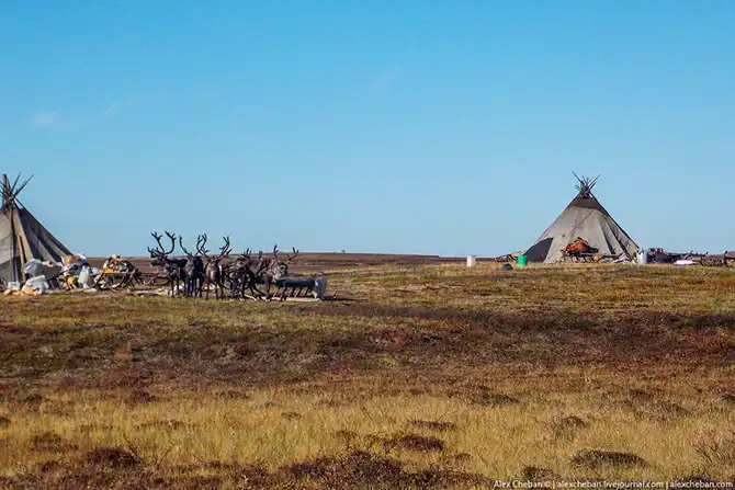 Как дети из Тундры в школу на вертолете летают...